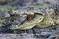 Crocodile du Nil sur une berge en journe